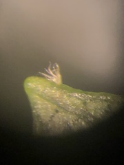 Carya carolinae-septentrionalis