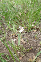 Lithophragma tenellum