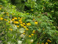 Echinacea paradoxa paradoxa