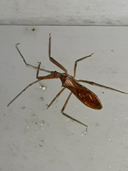 Zelus cervicalis