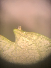 Carya carolinae-septentrionalis