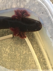 Siren intermedia