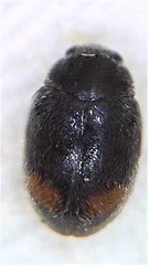 Nephus binaevatus