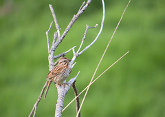 Melospiza melodia image