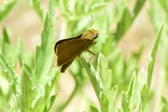 Euphyes vestris harbisoni