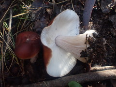 Rhodocollybia incarnata