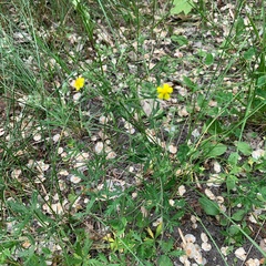 Potentilla argentea