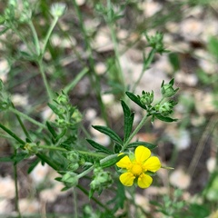 Potentilla argentea