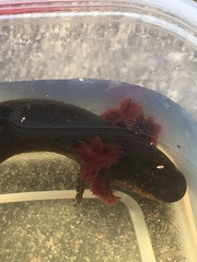 Siren intermedia