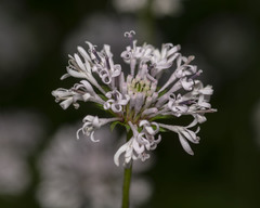 Marshallia trinervia