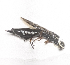 Xiphydria maculata