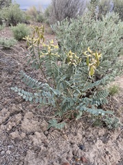 Astragalus eremiticus