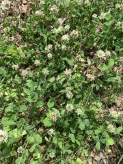 Trifolium repens