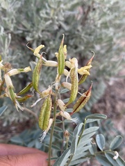 Astragalus eremiticus