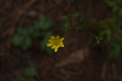 Ranunculus petiolaris