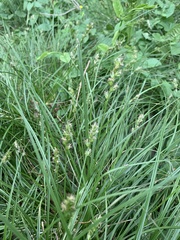Carex