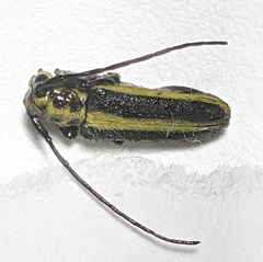 Saperda puncticollis