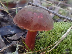 Boletus tasmanicus