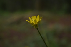 Ranunculus petiolaris