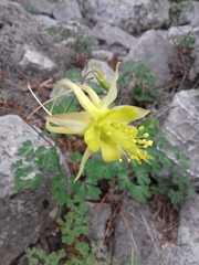 Aquilegia longissima