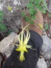 Aquilegia longissima