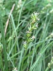 Carex