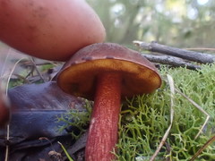Boletus tasmanicus
