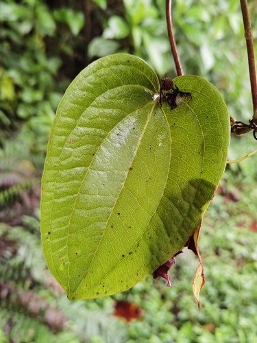 Smilax subpubescens (Smilax subpubescens)
