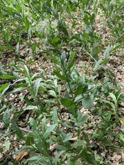 Lepidium draba