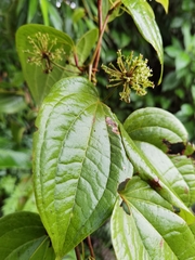 Smilax subpubescens