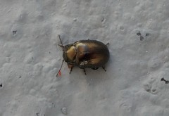 Chrysolina oricalcia