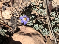 Penstemon caespitosus desertipicti