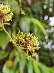 Smilax subpubescens