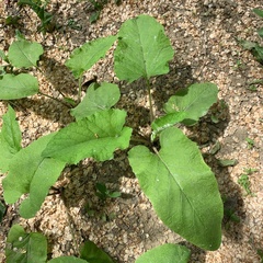 Arctium