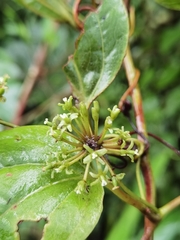 Smilax subpubescens