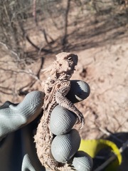 Phrynosoma solare