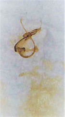 Nephus binaevatus