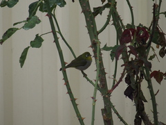 Zosterops lateralis chloronotus