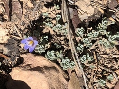 Penstemon caespitosus desertipicti