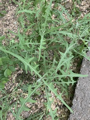 Lactuca tatarica