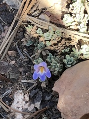 Penstemon caespitosus desertipicti