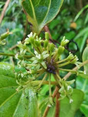 Smilax subpubescens