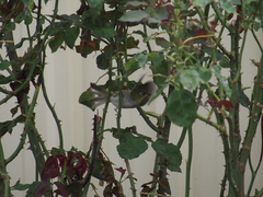 Zosterops lateralis chloronotus