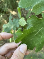 Phymatodes nitidus