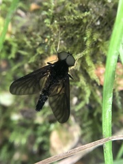 Chrysopilus velutinus