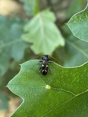 Phymatodes nitidus