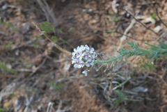 Dimorphocarpa wislizeni