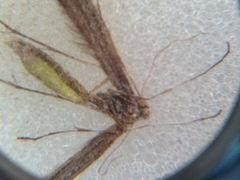 Anstenoptilia marmarodactyla
