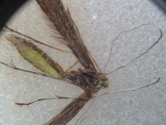 Anstenoptilia marmarodactyla