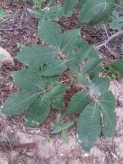 Carya ovata mexicana